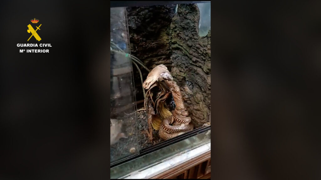 SEPRONA incauta animales naturalizados de especies silvestres. Uno de los animales incautados por SEPRONA en la Vega de San Mateo/ Guardia Civil.