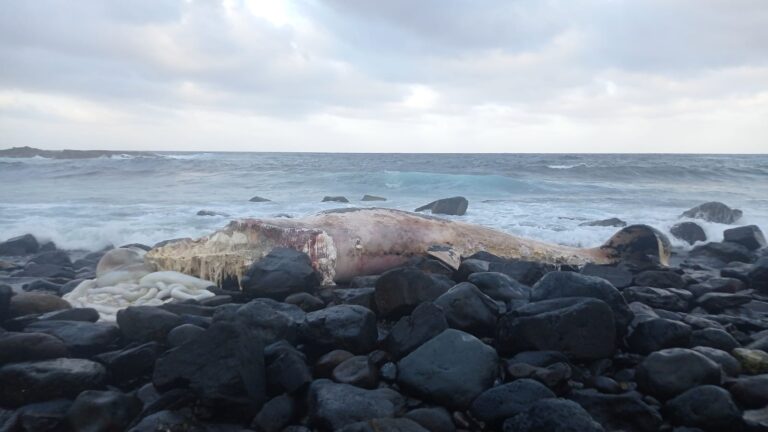 Aparece varado un rorcual en la costa de Telde, en Gran Canaria