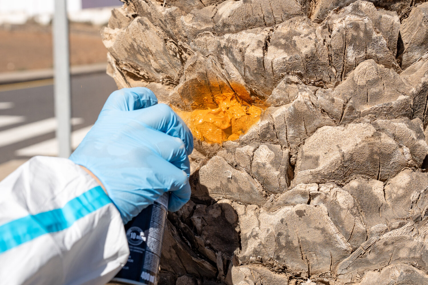 La expansión del escarabajo de cuatro manchas genera alarma en Fuerteventura