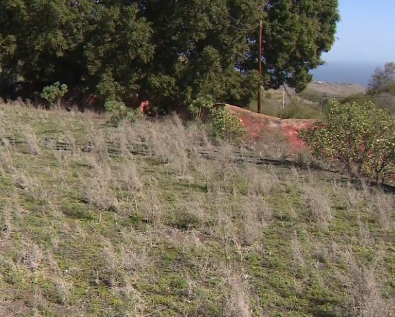 2024 ha sido el segundo año más seco de Canarias