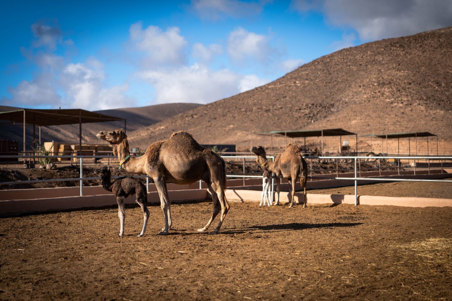 Fundación Franz Weber presenta 33.000 firmas para acabar con los paseos sobre camellos