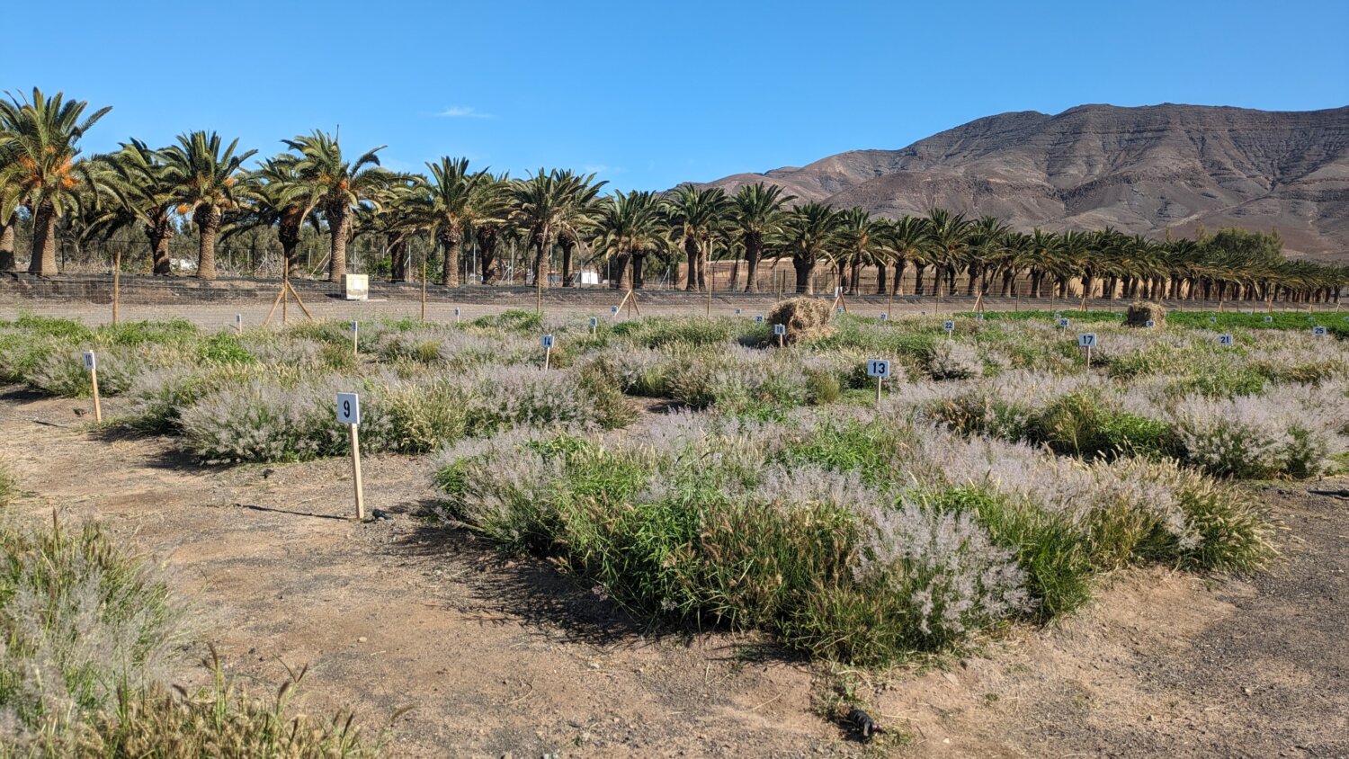 Más de dos millones de euros para el sector primario de Fuerteventura