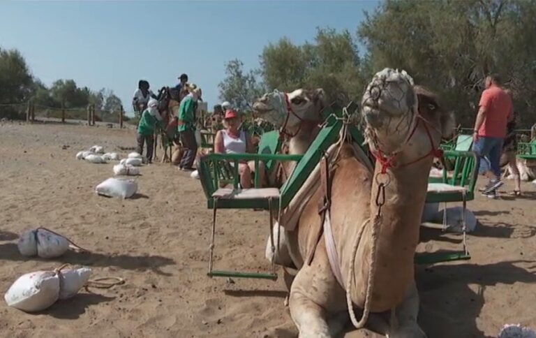 Comienzan las obras para la línea circular de guagua del Roque Nublo