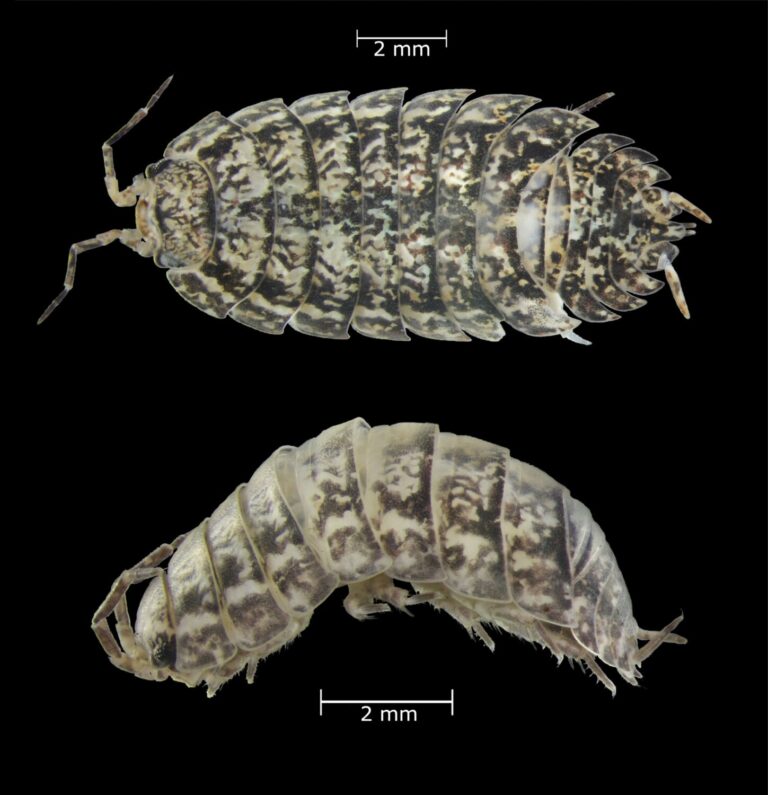 Descubren una nueva especie endémica de cochinilla de la humedad en la laurisilva de Tenerife