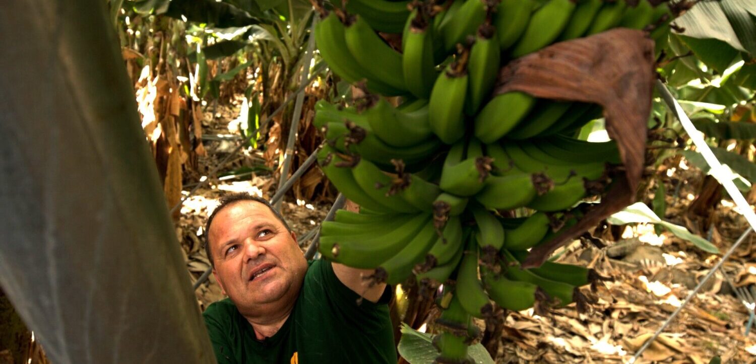 Lope Afonso reivindica a Europa «especial sensibilidad» para los productores canarios frente a Mercosur