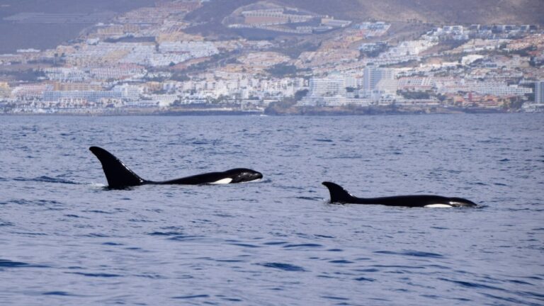 Avistan un grupo de orcas en el suroeste de Tenerife