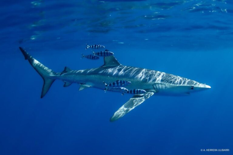 La ULPGC analiza poblaciones de tiburones y rayas poco estudiadas en Canarias