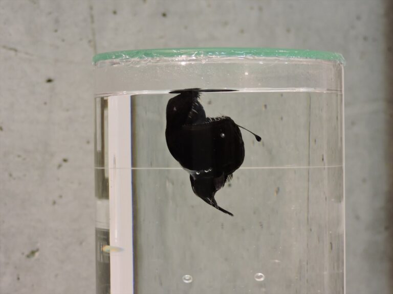 El ejemplar de ‘diablo negro’, avistado en aguas superficiales, acaba en el MUNA de Tenerife