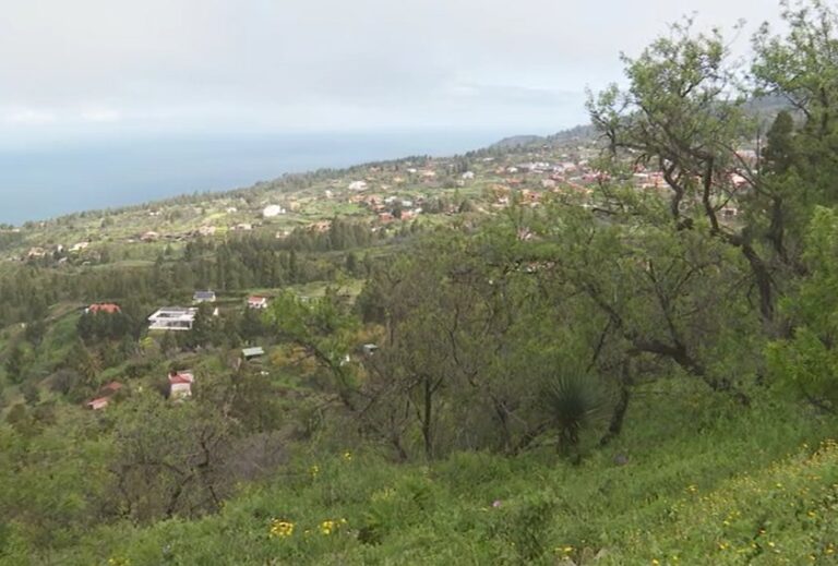 Algunos cultivos en La Palma se recuperan con las últimas lluvias