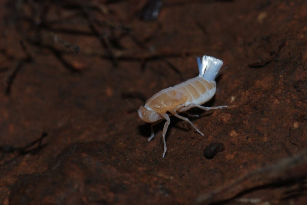Descubiertas cuatro nuevas especies de chicharritas subterráneas en Canarias