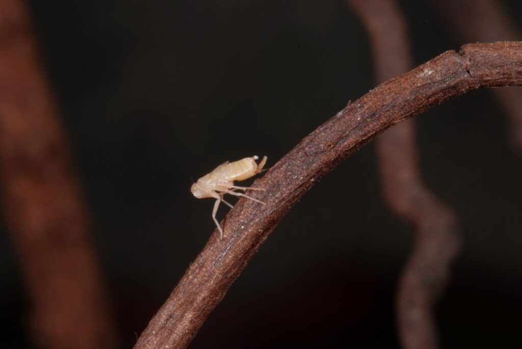 Descubiertas cuatro nuevas especies de chicharritas subterráneas en Canarias