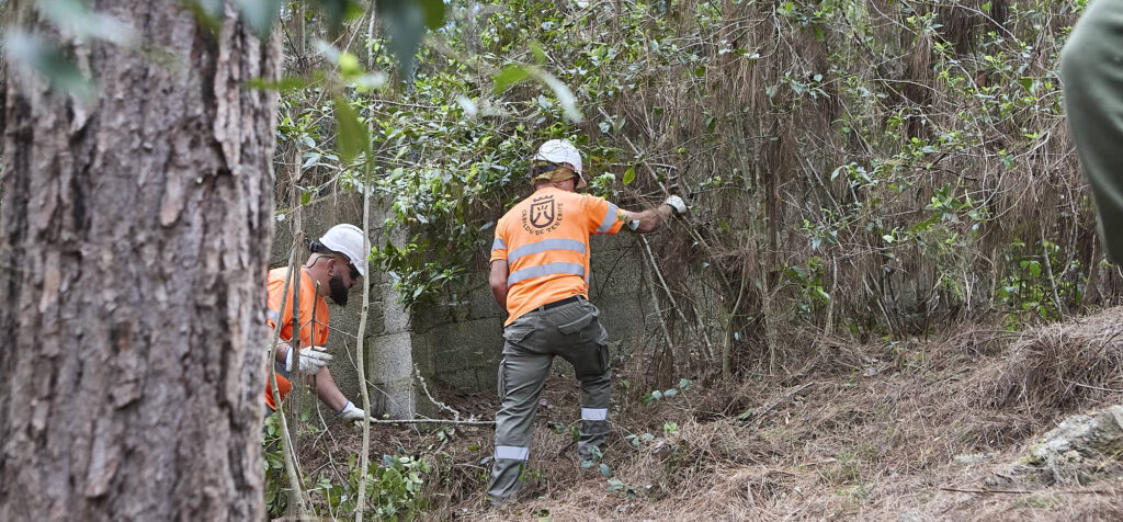 Imagen de archivo operarios del Cabildo de Tenerife durante un operativo de control de eucaliptos para reducir el riesgo de incendios forestales / ARCHIVO RTVC