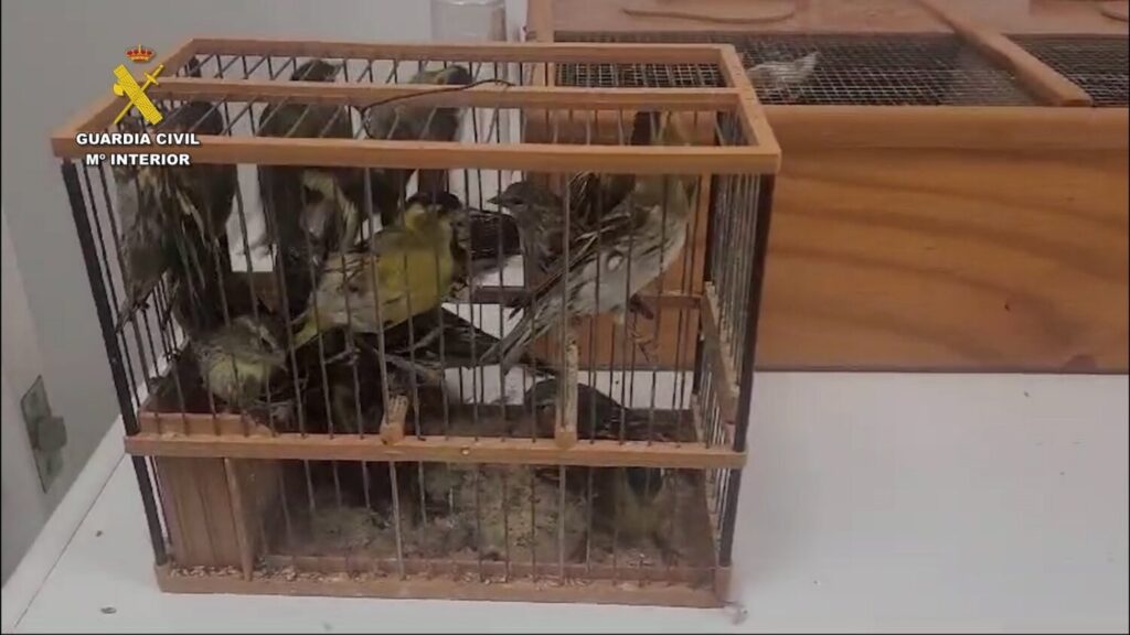 Imagen de una jaula con parte de las aves intervenidas en el ferri Huelva-Canarias