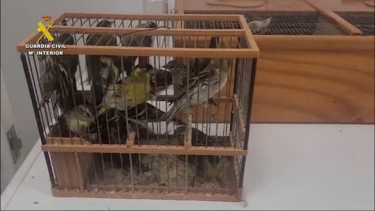 Intervienen un centenar de aves protegidas en el embarque de un ferry que se dirigía a Canarias