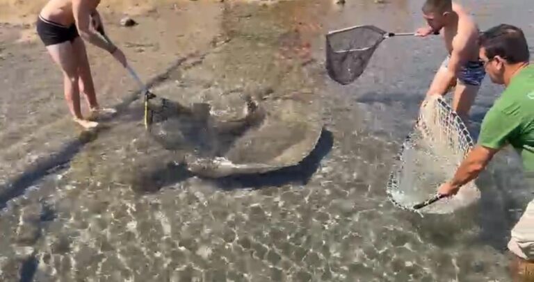 Rescatan a una mantelina y un angelote atrapados en la playa de Salinetas, en Telde