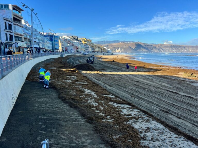 Retiran 90.000 kilos de algas en Las Canteras y San Cristóbal