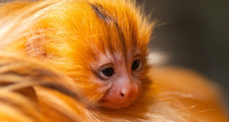 Histórico nacimiento de tamarinos león dorado en Loro Parque refuerza la conservación de la especie