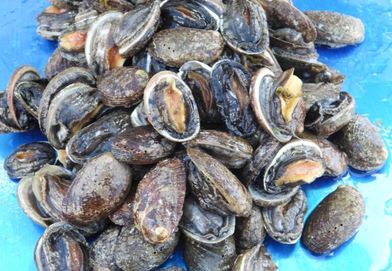 Localizan a un hombre pescando almejas canarias en San Miguel de Abona (Tenerife)