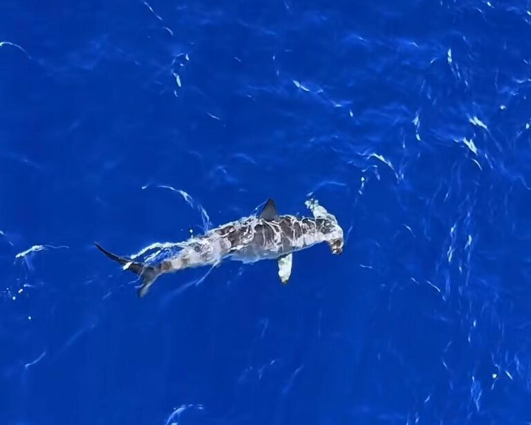Una hembra de tiburón martillo se deja ver en aguas de Tenerife