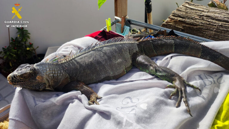 Detenidas 13 personas relacionadas con tráfico ilícito de especies protegidas