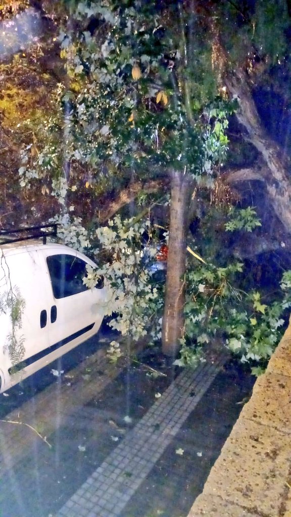 Ramas caídas en la C/ Góngora, junto al Parque Don Quijote, en Santa Cruz de Tenerife/ CECOPAL Tenerife.