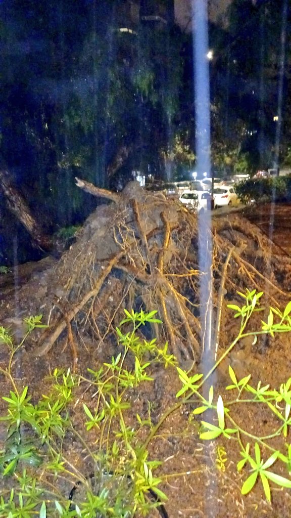 Ramas caídas en la C/ Góngora, junto al Parque Don Quijote, en Santa Cruz de Tenerife/ CECOPAL Tenerife.