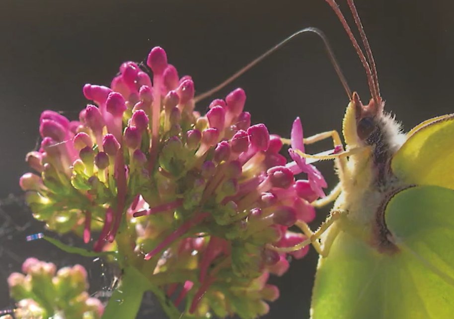 "Anaga, Naturaleza Infinita" reúne fotografías que resalta la biodiversidad de un entorno declarado Reserva de la Biosfera en 2015 