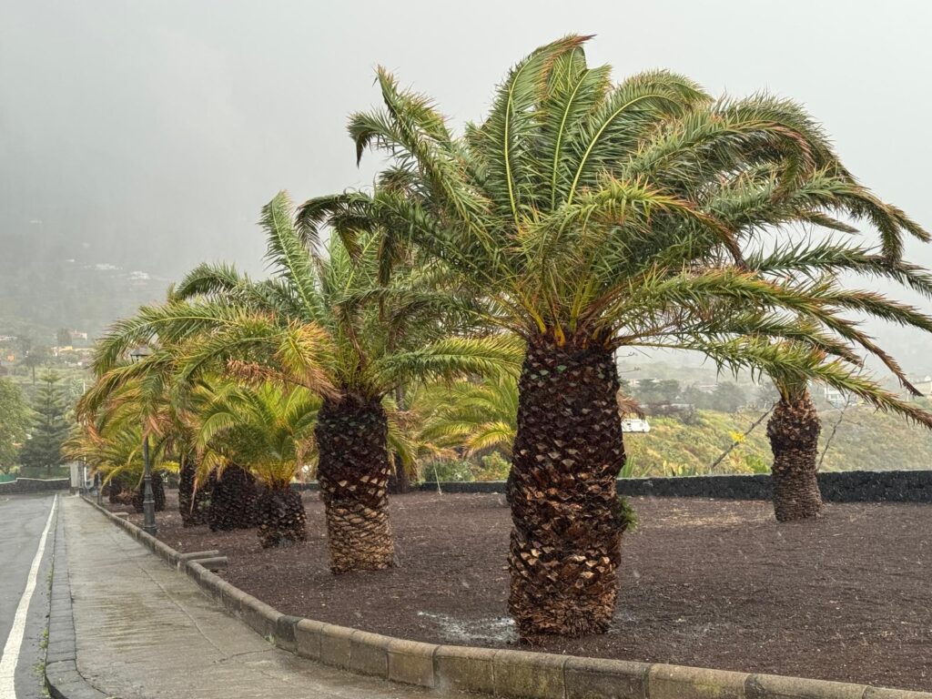 La Concepción. Breña Alta