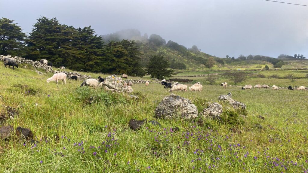 Nisdafe, El Hierro/ RTVC Sabina Ortenga - Alain Berrocal.
