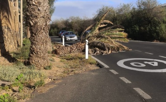 Palmera sobre la calzada en Sardina del Norte, Gáldar. Imagen Servicio de Carreteras Cabildo de Gran Canaria