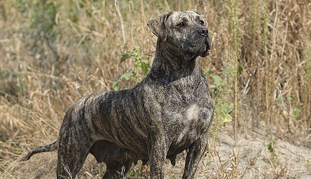 ‘La Maleta’ explora las singularidades del Presa Canario