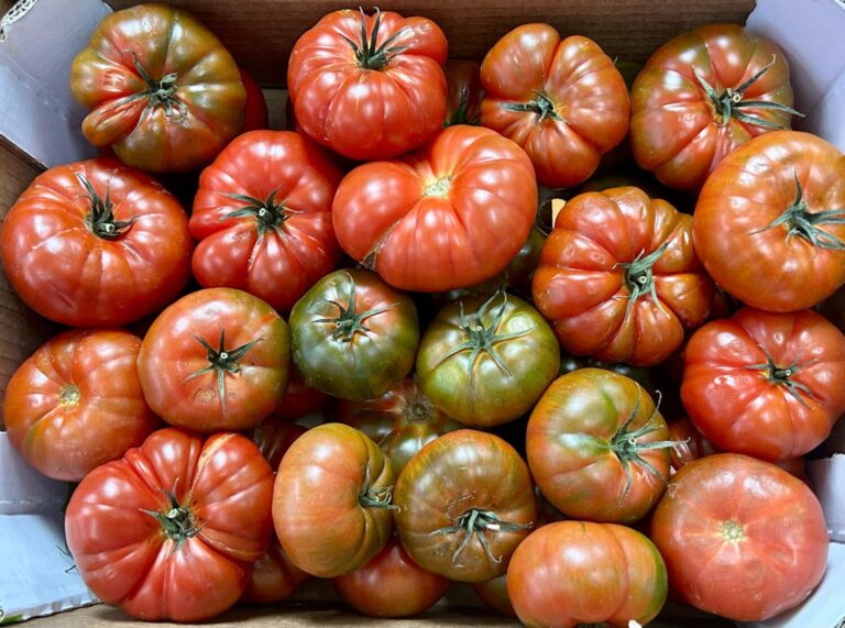 El Gobierno de Canarias concede 5,56 M€ de ayudas POSEI al tomate