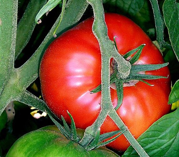 ‘La Maleta’ rememora la historia del tomate en Canarias