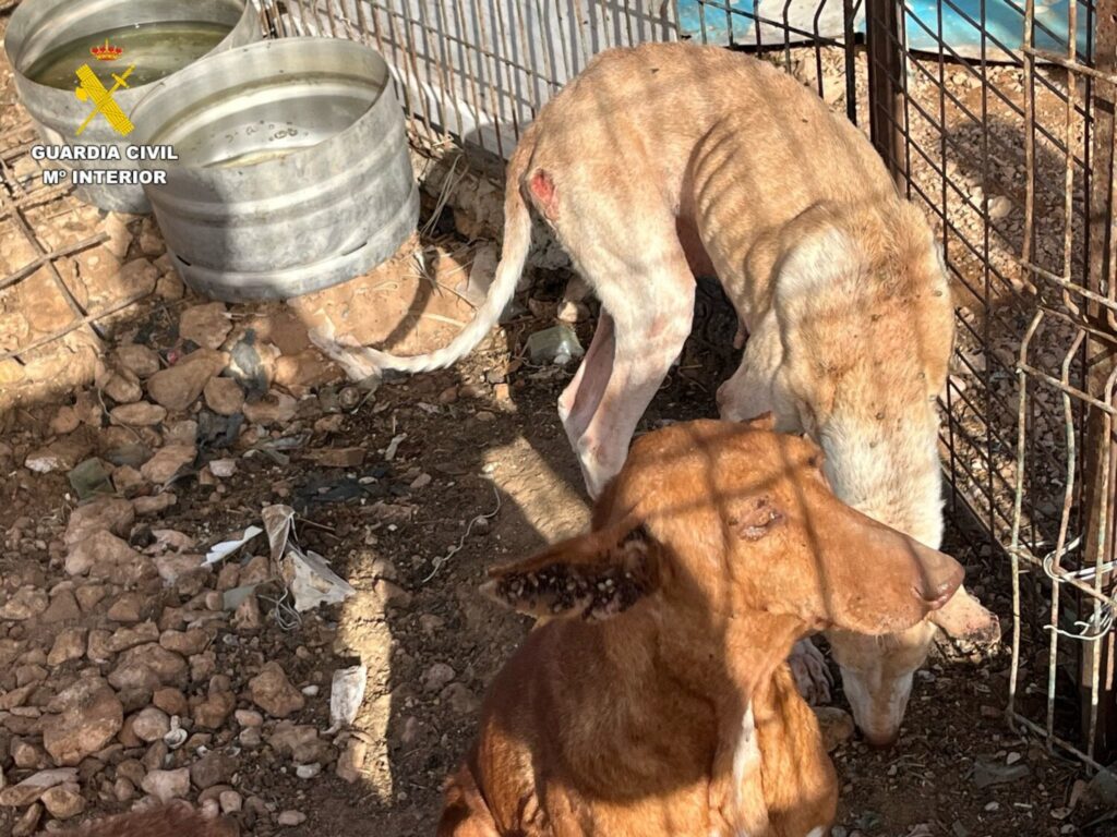 Investigado por presunto delito contra los Animales en Fuerteventura. Imagen del dos de los canes que se encontraban en mal estado/ SEPRONA Fuerteventura.