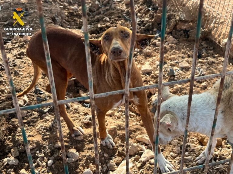 Investigado por presunto delito contra los Animales en Fuerteventura