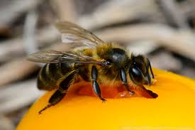 Las abejas tienen personal de seguridad, limpieza y ventilación