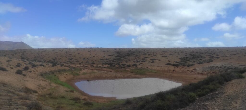 El paisaje de Fueteventura ha cambiado viendo gavias llenas tras el paso de Oivier / Daniel Santana