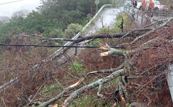 Borrasca Nuria. Incidencias. San Mateo, árbol en la vía. Imagen Cabildo de Gran Canaria