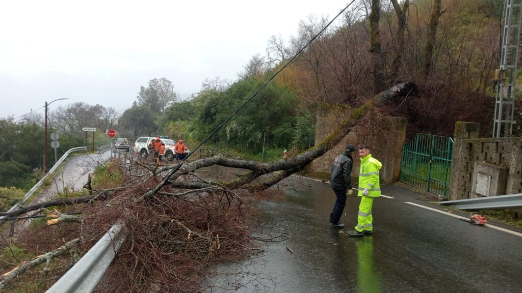 Árbol caído en una carretera de Gran Canaria