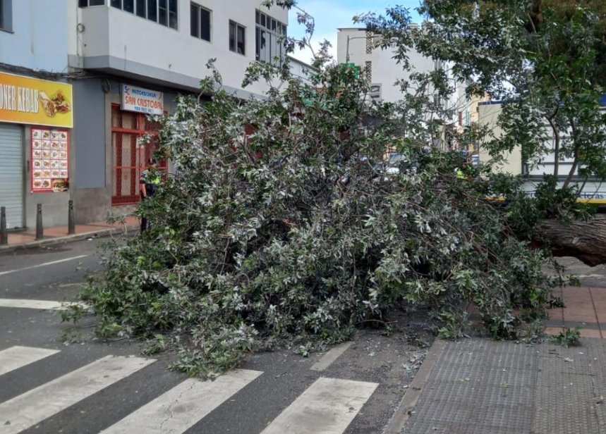 Árbol caído en Jinamar por la Borrasca Olivier/ Cabildo de Gran Canaria.