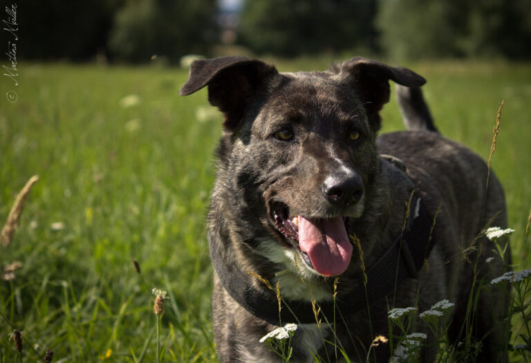 ¿Cómo saber qué me quiere decir mi perro?
