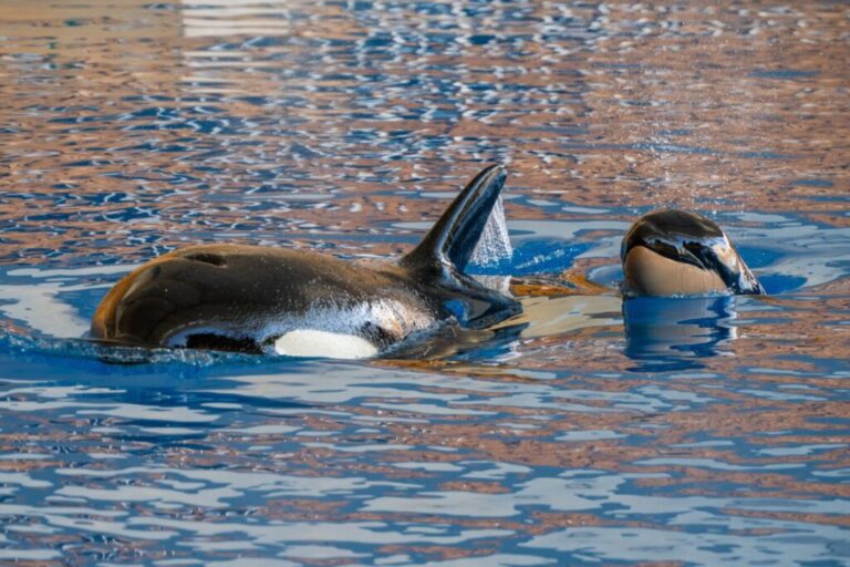 Más de 7.000 internautas bautizan a la cría de la orca Morgan en Loro Parque: «Teno»