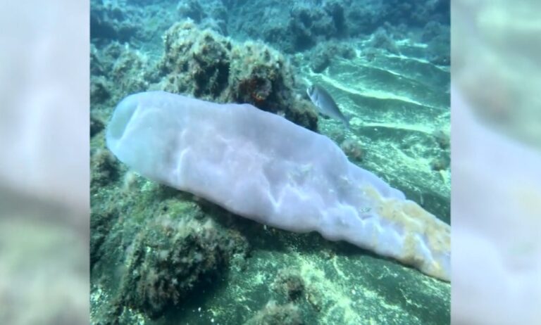 Aparece un pirosoma en los fondos marinos de El Hierro