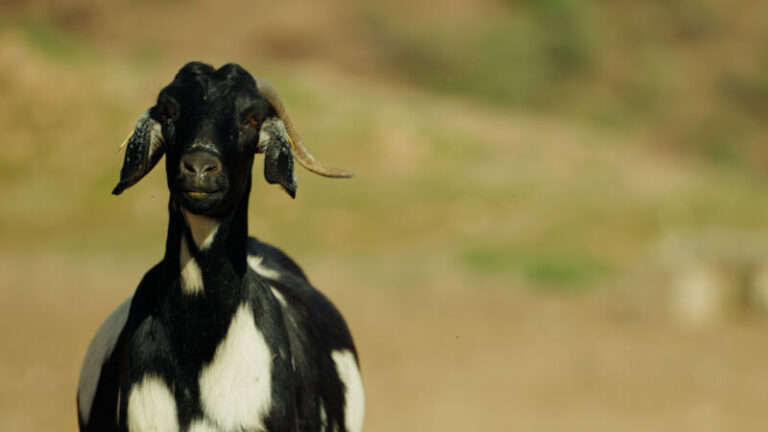 Tenerife subvenciona con 663.000 euros las tarifas de faenado del Matadero Insular