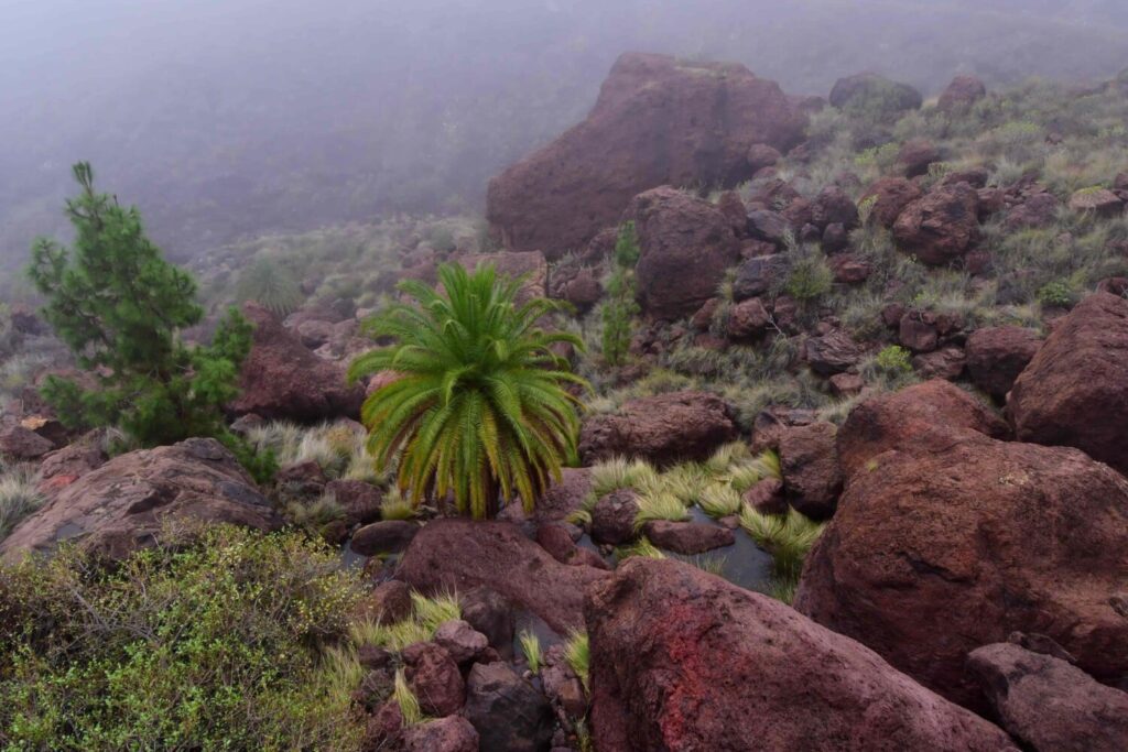 Las lluvias no solo han dejado grandes mantos y paisajes verdes, también lo que se conoce con el nombre de caideros