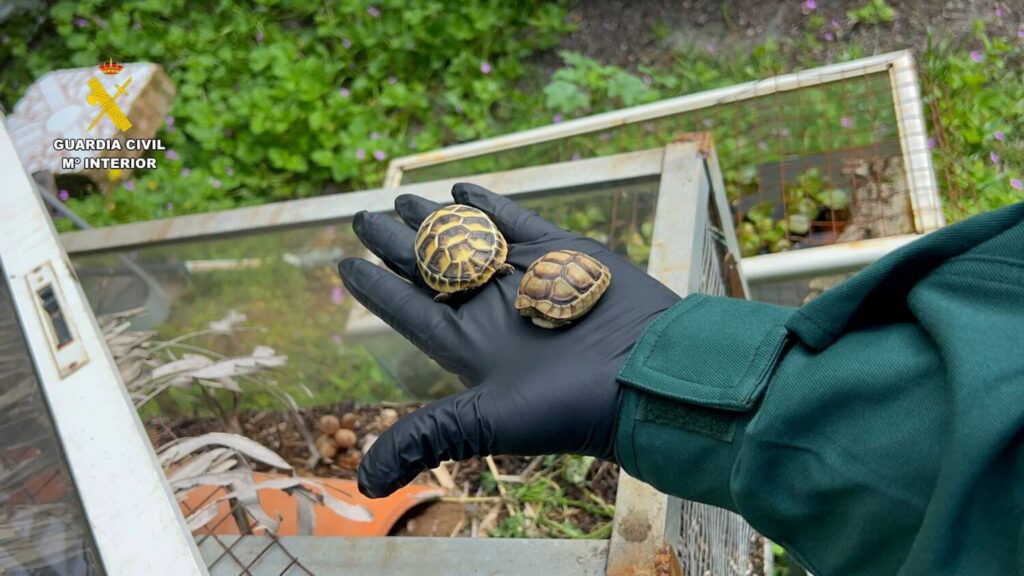 Incautadas 65 tortugas protegidas en una finca de Gran Canaria
