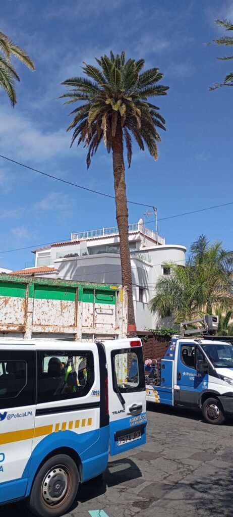 Riesgo caída palmera las palmas gran canaria