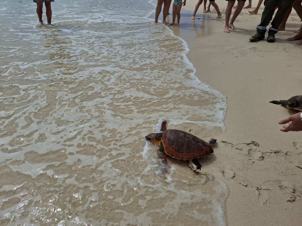 Liberadas cinco tortugas en Fuerteventura tras ser rescatadas de redes y haber ingerido anzuelos
