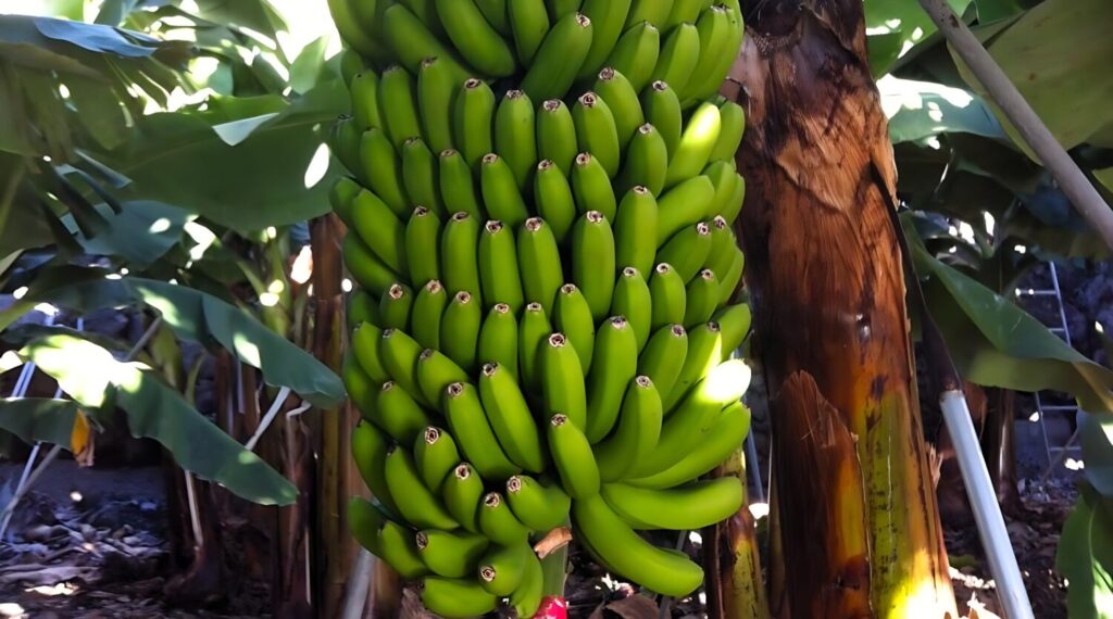 Plataneros de La Palma piden modificar el nuevo decreto sobre ayudas del POSEI. Imagen cedida