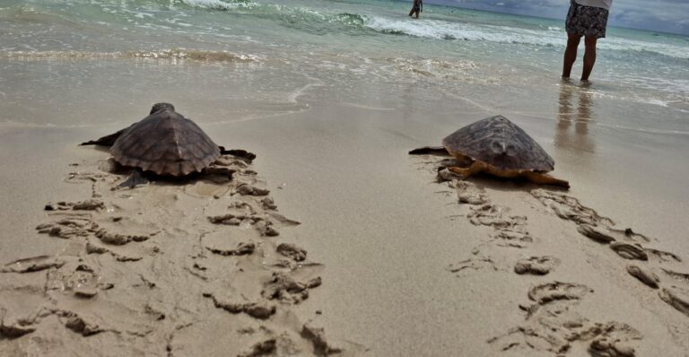 Liberadas cinco tortugas en Fuerteventura tras ser rescatadas de redes y haber ingerido anzuelos
